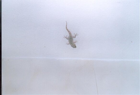 Gecko  2005.jpg